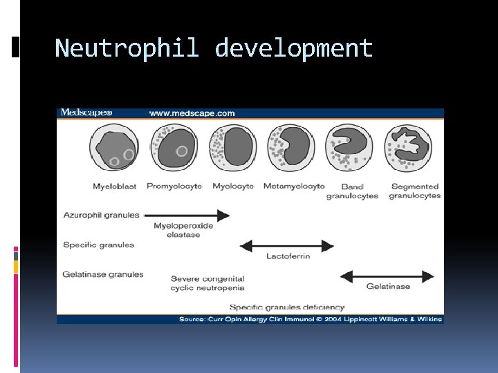 Neutrophil development 