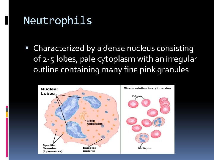 Neutrophils Characterized by a dense nucleus consisting of 2 -5 lobes, pale cytoplasm with