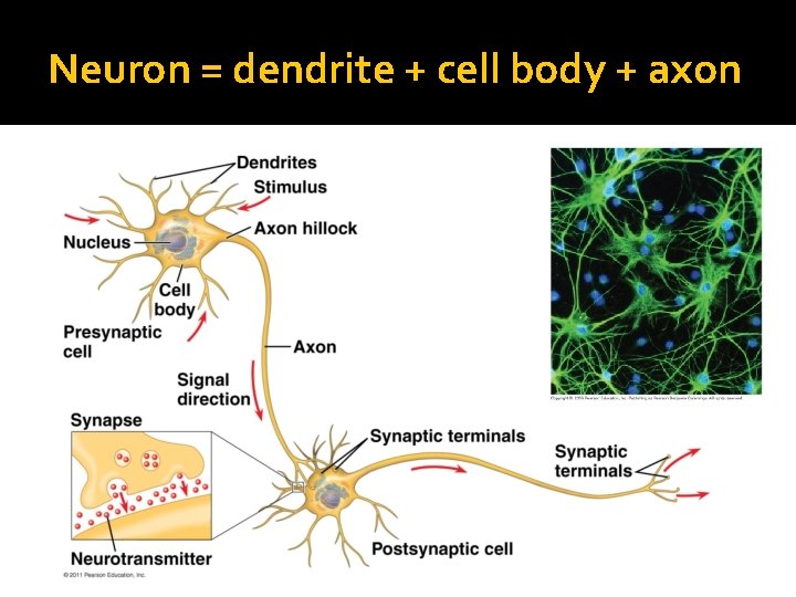 Neuron = dendrite + cell body + axon 