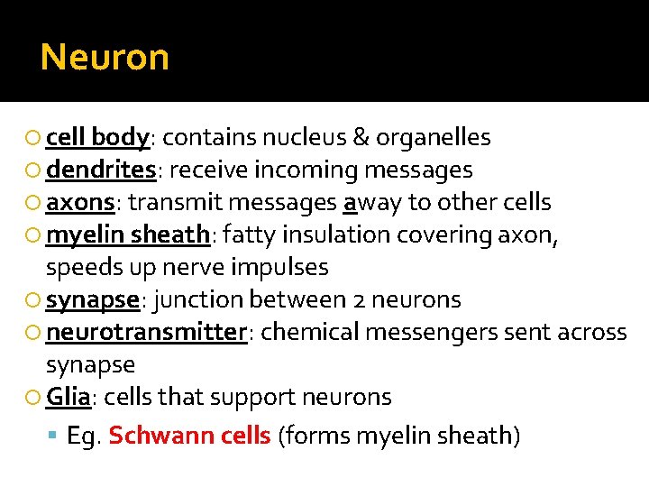 Neuron cell body: contains nucleus & organelles dendrites: receive incoming messages axons: transmit messages