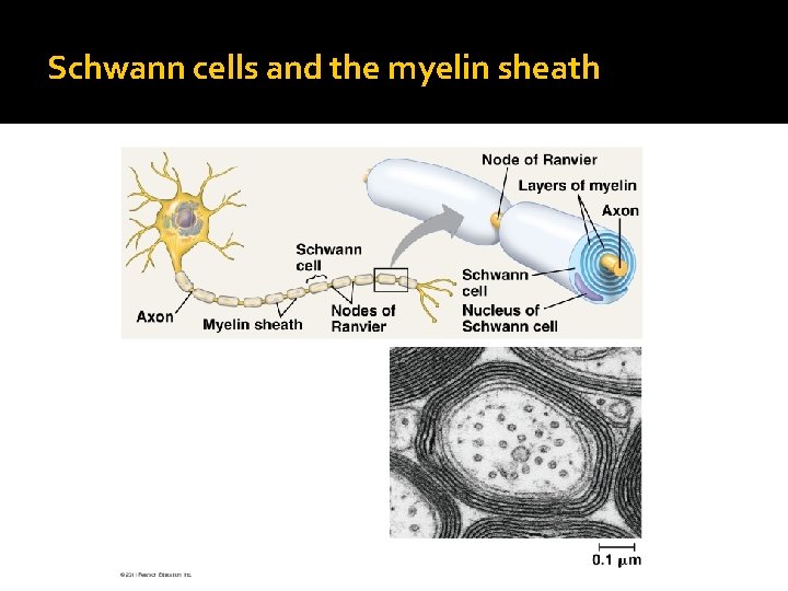 Schwann cells and the myelin sheath 