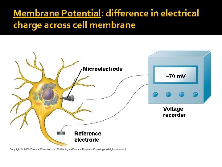 Membrane Potential: difference in electrical charge across cell membrane Microelectrode – 70 m. V