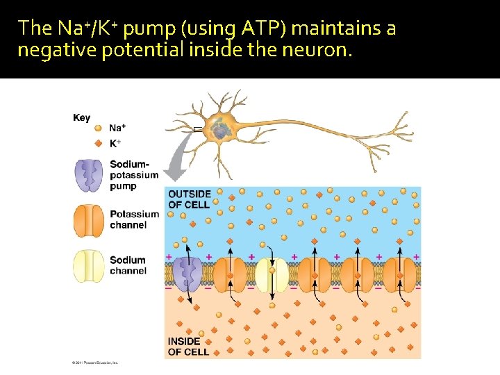 The Na+/K+ pump (using ATP) maintains a negative potential inside the neuron. 