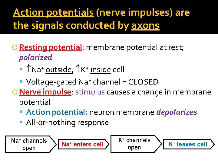 Action potentials (nerve impulses) are the signals conducted by axons Resting potential: membrane potential
