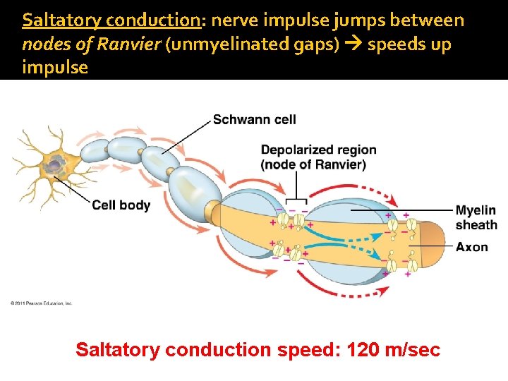 Saltatory conduction: nerve impulse jumps between nodes of Ranvier (unmyelinated gaps) speeds up impulse
