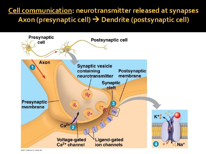Cell communication: neurotransmitter released at synapses Axon (presynaptic cell) Dendrite (postsynaptic cell) 
