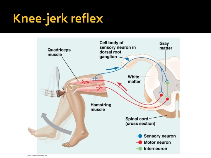 Knee-jerk reflex 