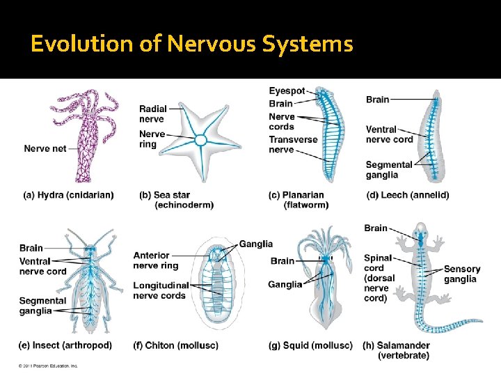 Evolution of Nervous Systems 