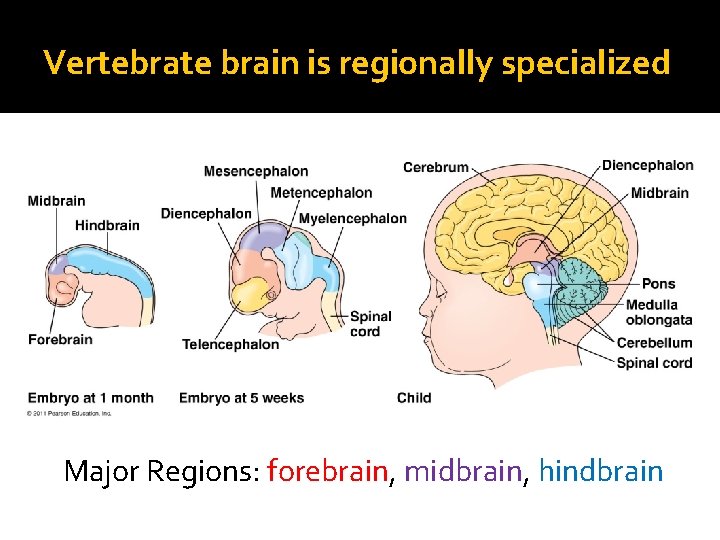 Vertebrate brain is regionally specialized Major Regions: forebrain, midbrain, hindbrain 