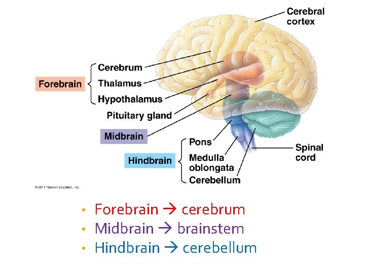  • • • Forebrain cerebrum Midbrain brainstem Hindbrain cerebellum 