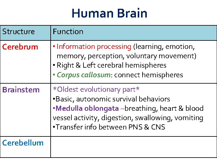 Human Brain Structure Function Cerebrum • Information processing (learning, emotion, memory, perception, voluntary movement)