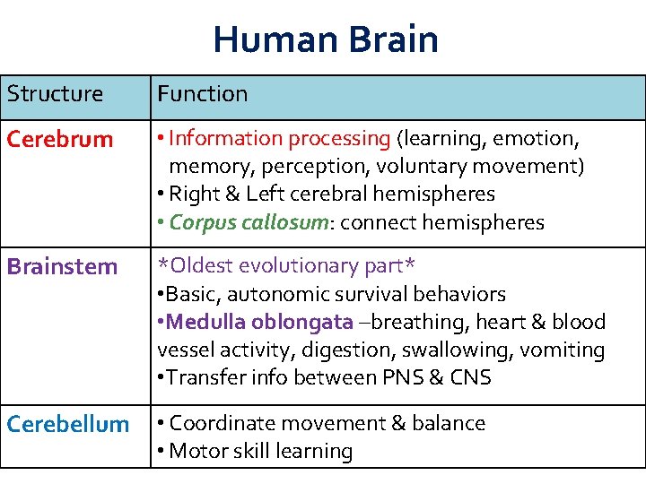Human Brain Structure Function Cerebrum • Information processing (learning, emotion, memory, perception, voluntary movement)