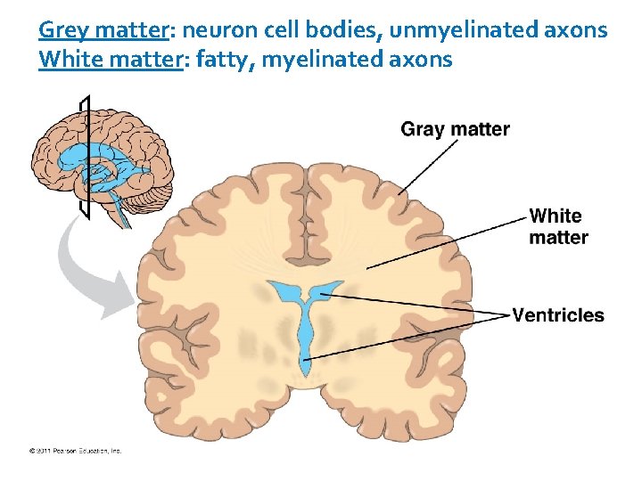 Grey matter: neuron cell bodies, unmyelinated axons White matter: fatty, myelinated axons 