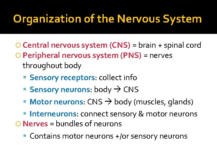 Organization of the Nervous System Central nervous system (CNS) = brain + spinal cord