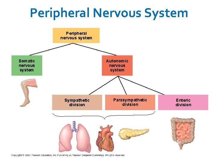 Peripheral Nervous System Peripheral nervous system Somatic nervous system Autonomic nervous system Sympathetic division