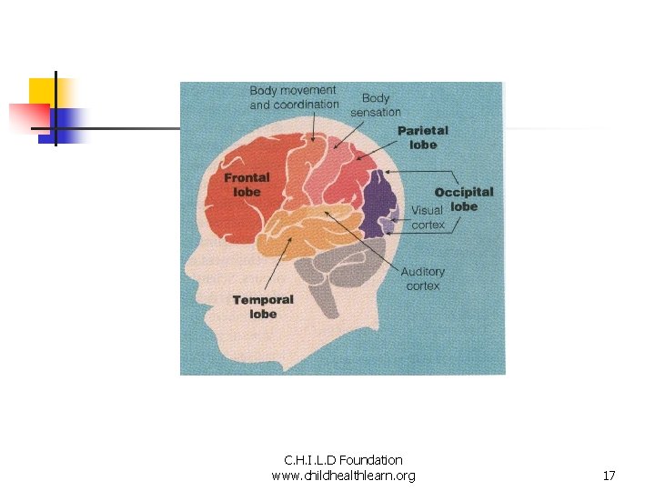 C. H. I. L. D Foundation www. childhealthlearn. org 17 
