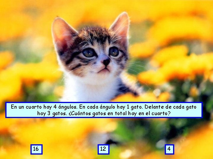 En un cuarto hay 4 ángulos. En cada ángulo hay 1 gato. Delante de