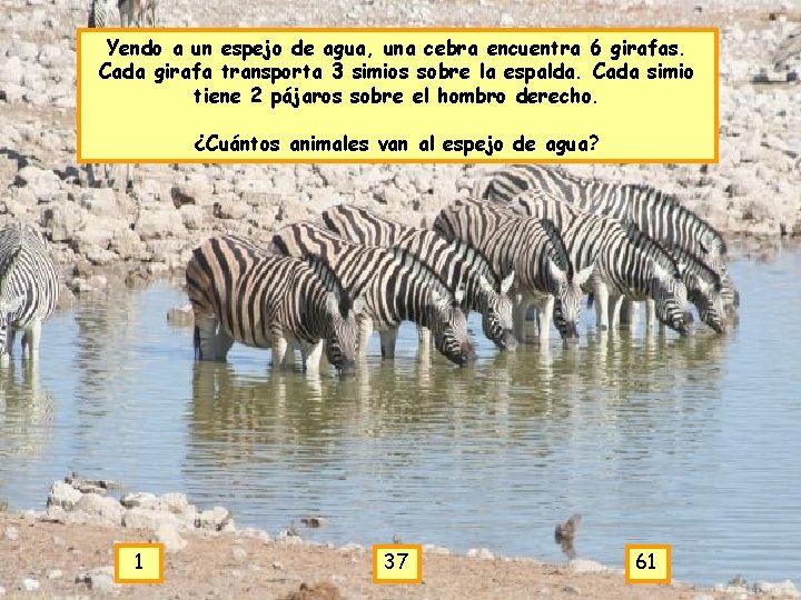 Yendo a un espejo de agua, una cebra encuentra 6 girafas. Cada girafa transporta