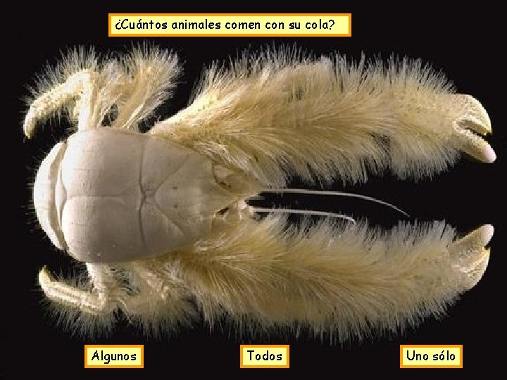 ¿Cuántos animales comen con su cola? Algunos Todos Uno sólo 