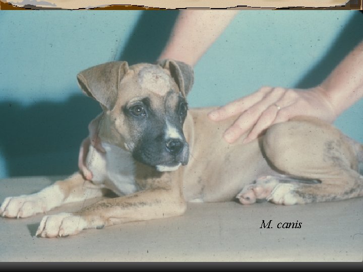 M. canis 
