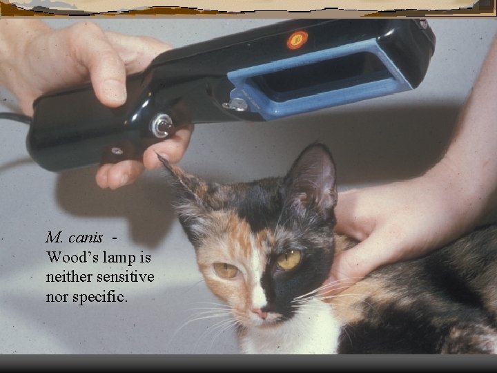 M. canis Wood’s lamp is neither sensitive nor specific. 