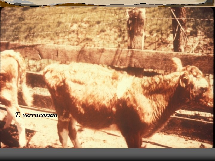 T. verrucosum 