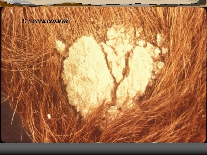 T. verrucosum 