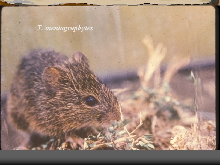 T. mentagrophytes 