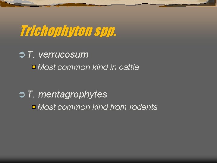 Trichophyton spp. Ü T. verrucosum Most common kind in cattle Ü T. mentagrophytes Most