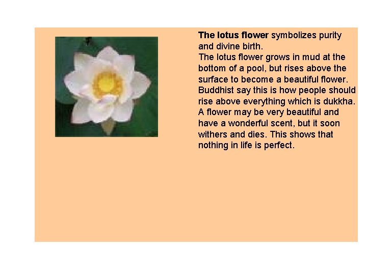 The lotus flower symbolizes purity and divine birth. The lotus flower grows in mud