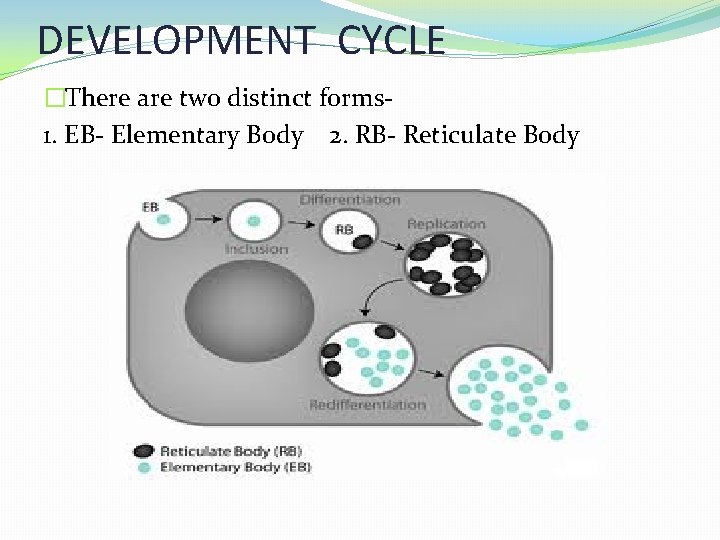 DEVELOPMENT CYCLE �There are two distinct forms 1. EB- Elementary Body 2. RB- Reticulate