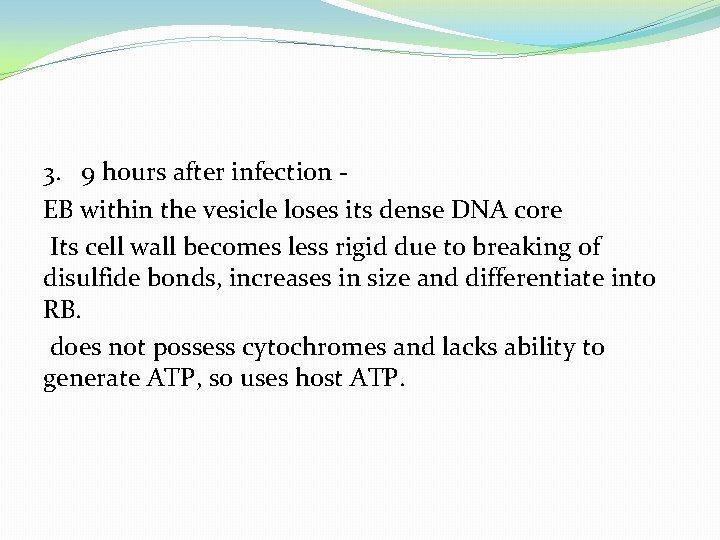 3. 9 hours after infection EB within the vesicle loses its dense DNA core