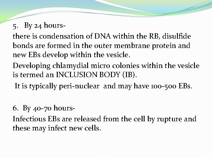 5. By 24 hoursthere is condensation of DNA within the RB, disulfide bonds are