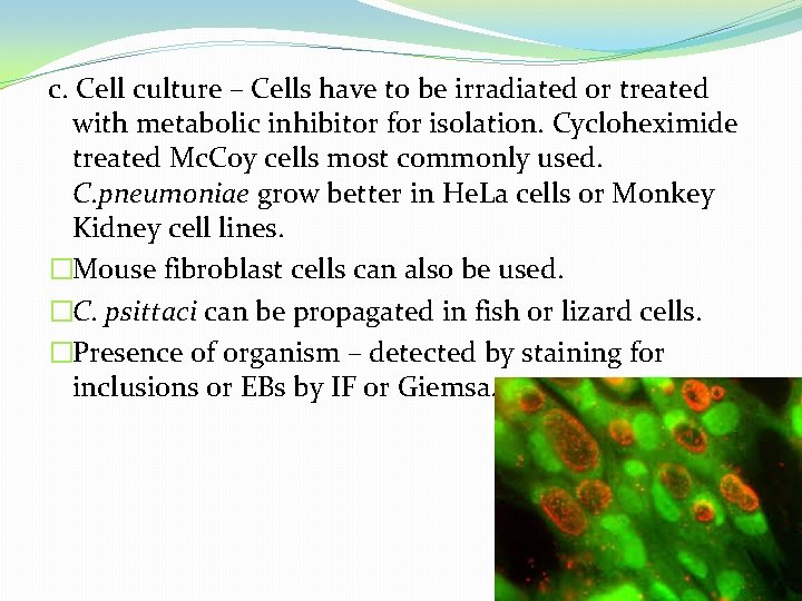c. Cell culture – Cells have to be irradiated or treated with metabolic inhibitor