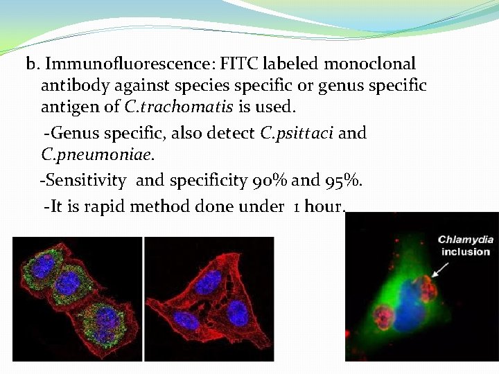 b. Immunofluorescence: FITC labeled monoclonal antibody against species specific or genus specific antigen of