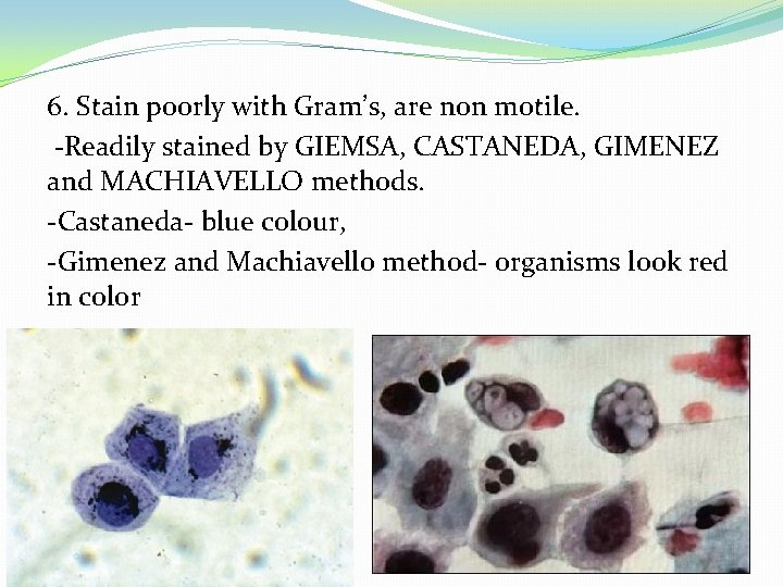 6. Stain poorly with Gram’s, are non motile. -Readily stained by GIEMSA, CASTANEDA, GIMENEZ