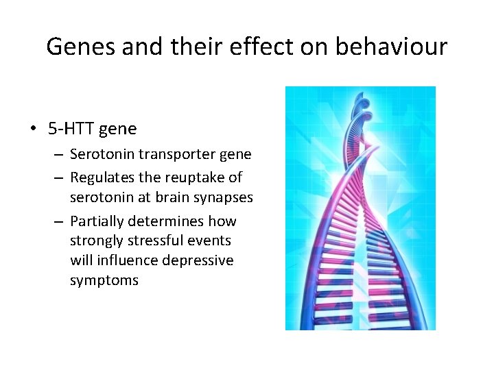 Genes and their effect on behaviour • 5 -HTT gene – Serotonin transporter gene