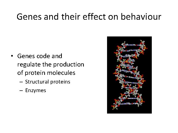 Genes and their effect on behaviour • Genes code and regulate the production of