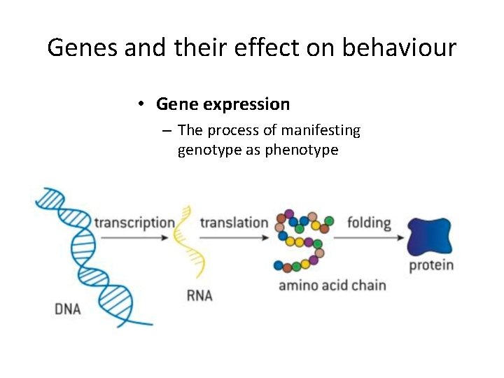 Genes and their effect on behaviour • Gene expression – The process of manifesting