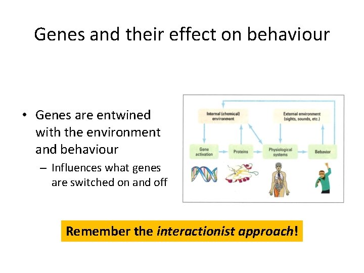Genes and their effect on behaviour • Genes are entwined with the environment and
