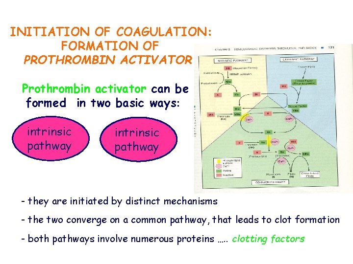 INITIATION OF COAGULATION: FORMATION OF PROTHROMBIN ACTIVATOR Prothrombin activator can be formed in two