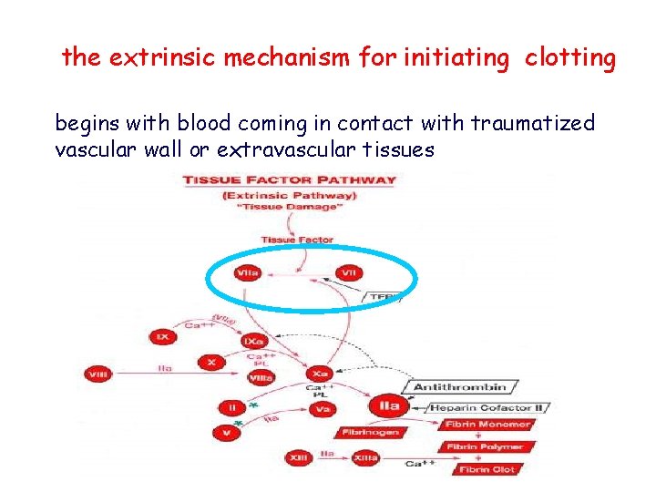 the extrinsic mechanism for initiating clotting begins with blood coming in contact with traumatized