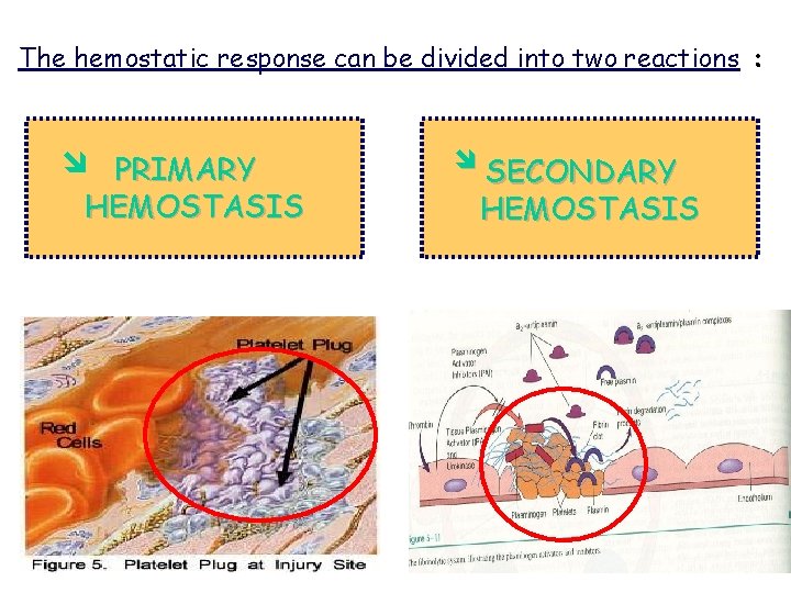 The hemostatic response can be divided into two reactions : PRIMARY HEMOSTASIS SECONDARY HEMOSTASIS