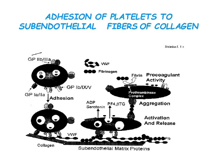 ADHESION OF PLATELETS TO SUBENDOTHELIAL FIBERS OF COLLAGEN 