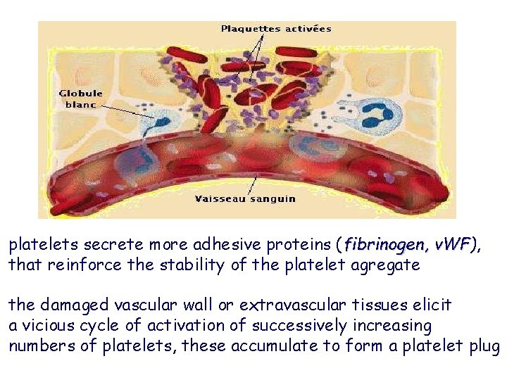 platelets secrete more adhesive proteins (fibrinogen, v. WF), v. WF that reinforce the stability