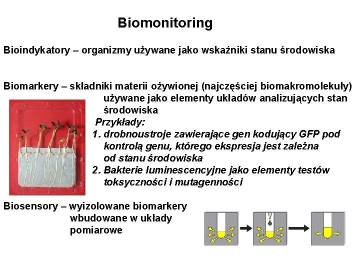 Biomonitoring Bioindykatory – organizmy używane jako wskaźniki stanu środowiska Biomarkery – składniki materii ożywionej