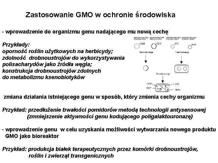 Zastosowanie GMO w ochronie środowiska - wprowadzenie do organizmu genu nadającego mu nową cechę