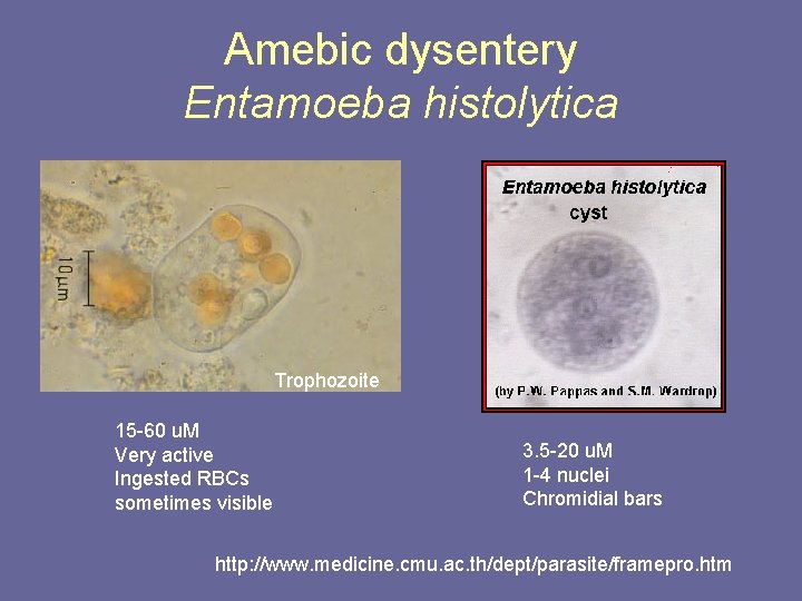 Amebic dysentery Entamoeba histolytica Trophozoite 15 -60 u. M Very active Ingested RBCs sometimes