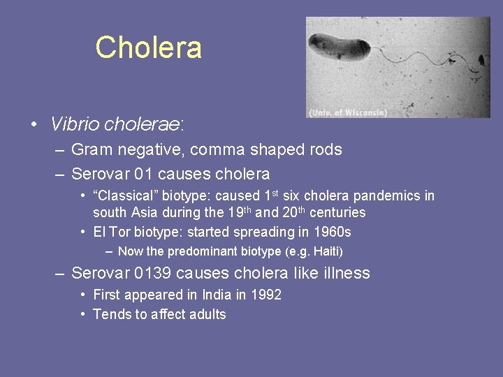 Cholera • Vibrio cholerae: – Gram negative, comma shaped rods – Serovar 01 causes