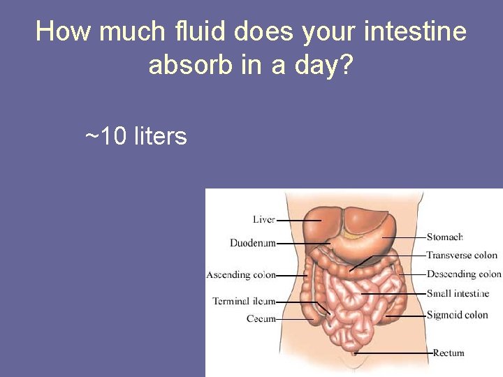 How much fluid does your intestine absorb in a day? ~10 liters 